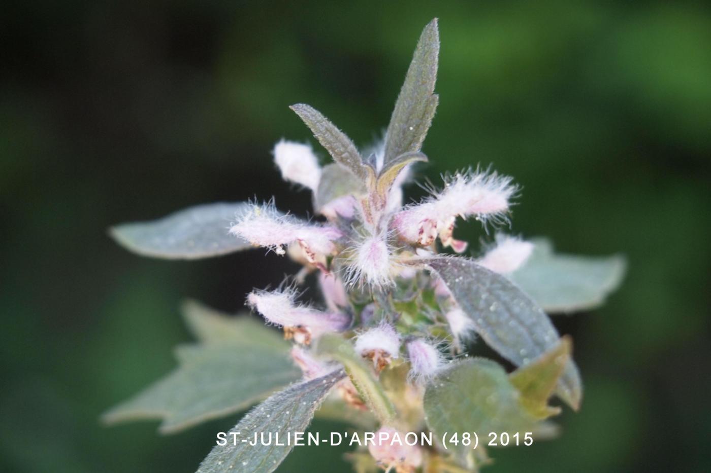 Motherwort flower